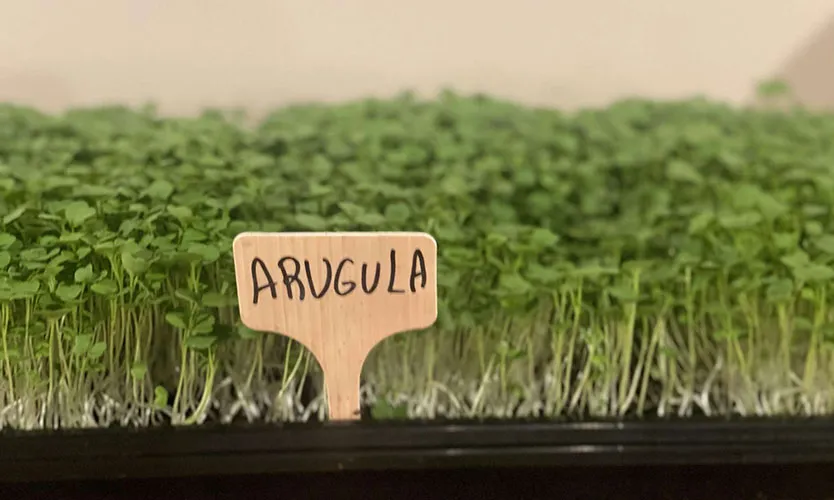 arugula