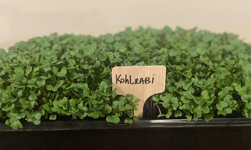 kohlrabi