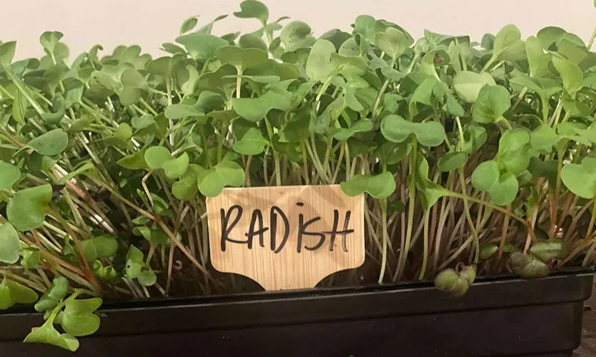 radish